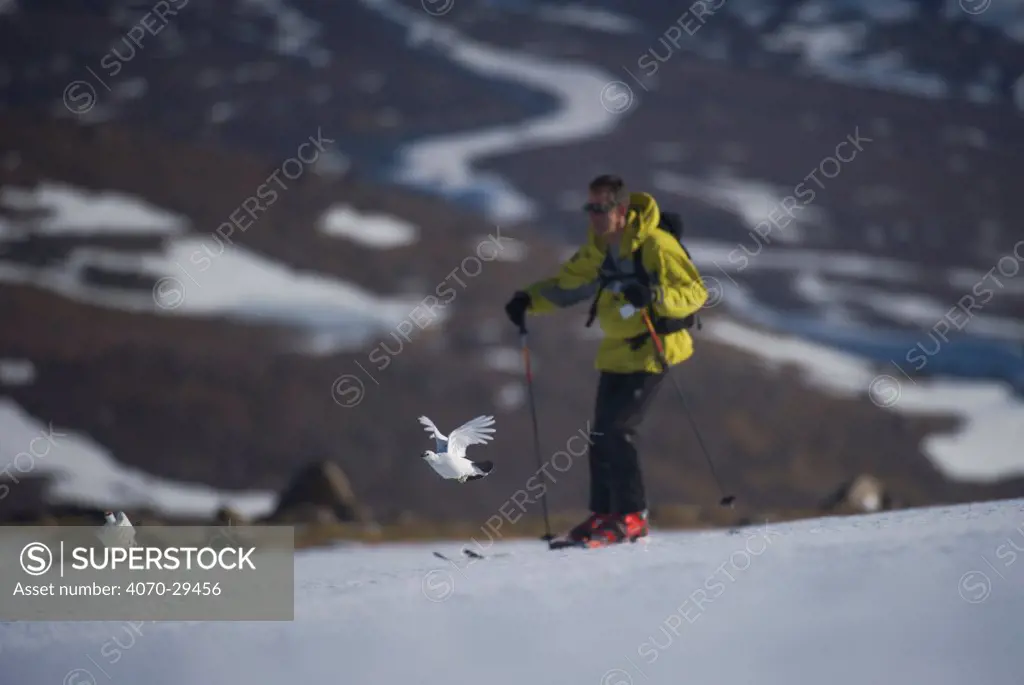 A male (left) and female Ptarmigan (Lagopus mutus) in winter plumage taking flight from an ice field as a skier passes by, Cairngorms National Park, Scotland, UK, March 2011. 2020VISION Exhibition.