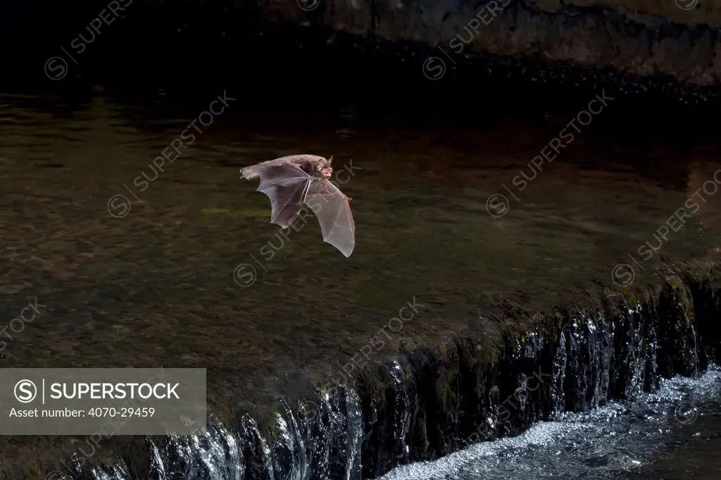Adult Daubenton's bat (Myotis daubentoni) flying over a weir, England, UK, September. 2020VISION Exhibition. Did you know This species is know as the 'water bat', and catches insects from the water surface using its webbed tail and feet as a fishing net.