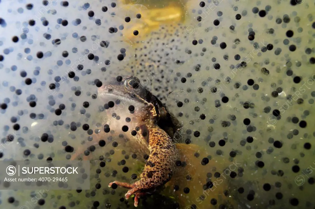 Common frog (Rana temporaria) and frogspawn in a garden pond, Surrey, England, UK, March. 2020VISION Exhibition.