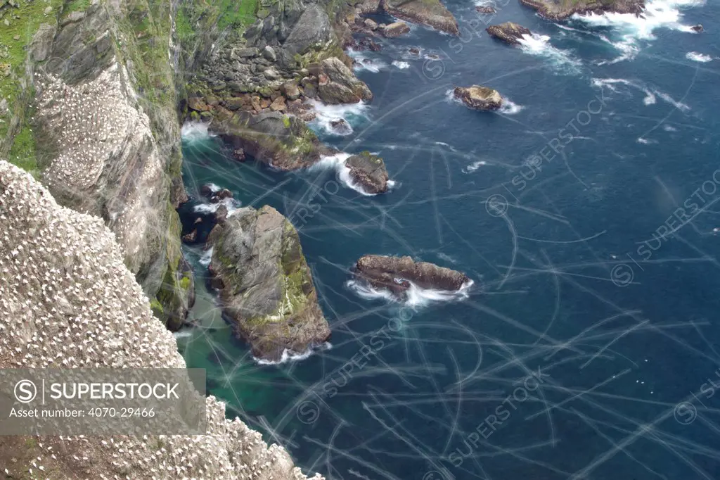 Northern gannet (Morus bassanus) colony at Hermaness NNR, Unst, Shetland Isles, Scotland, UK, July. 2020VISION Exhibition.