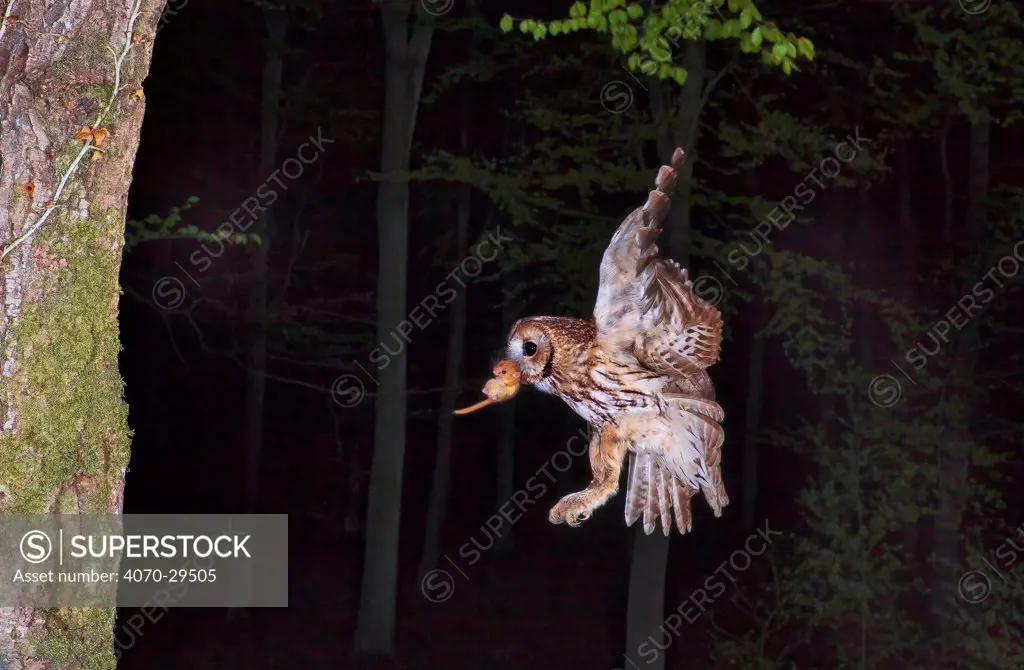 Tawny owl (Strix aluco) flying with Dormouse prey (Muscardinus avellanairus) to nest, Sussex, UK, April