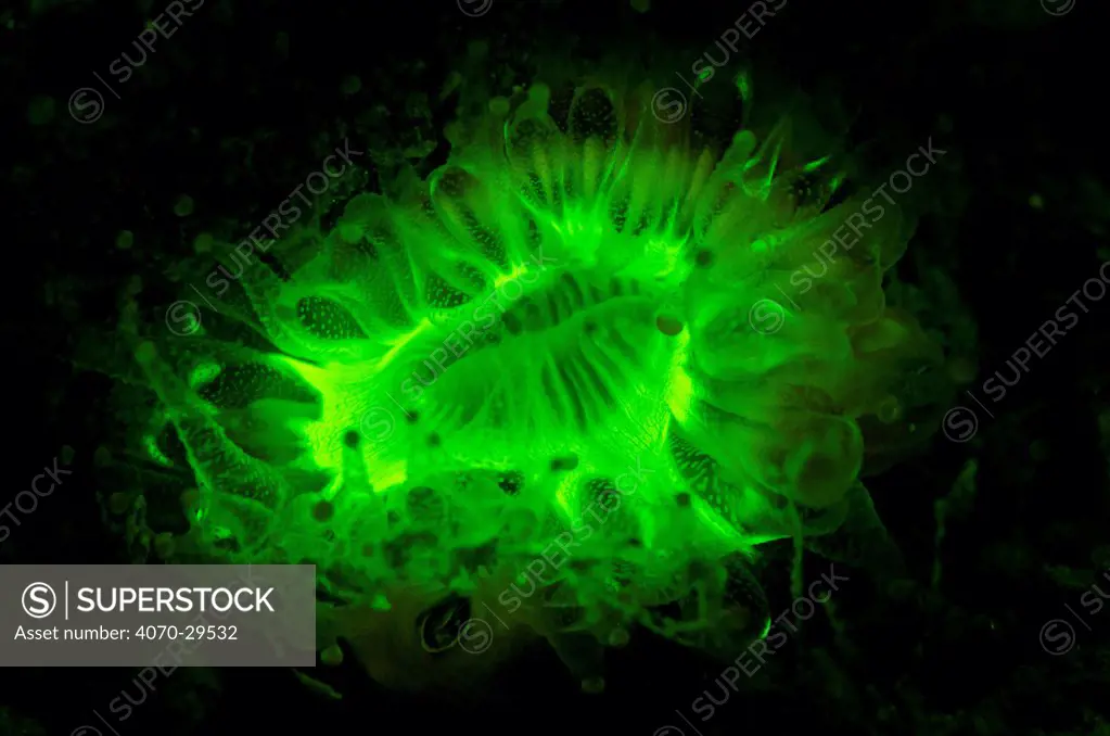 Devonshire cup coral (Caryophyllia smithii) photographed under deep blue light to reveal its fluorescent pigments, showing up as green in this photo. Plymouth Sound, Devon, UK, English Channel, July
