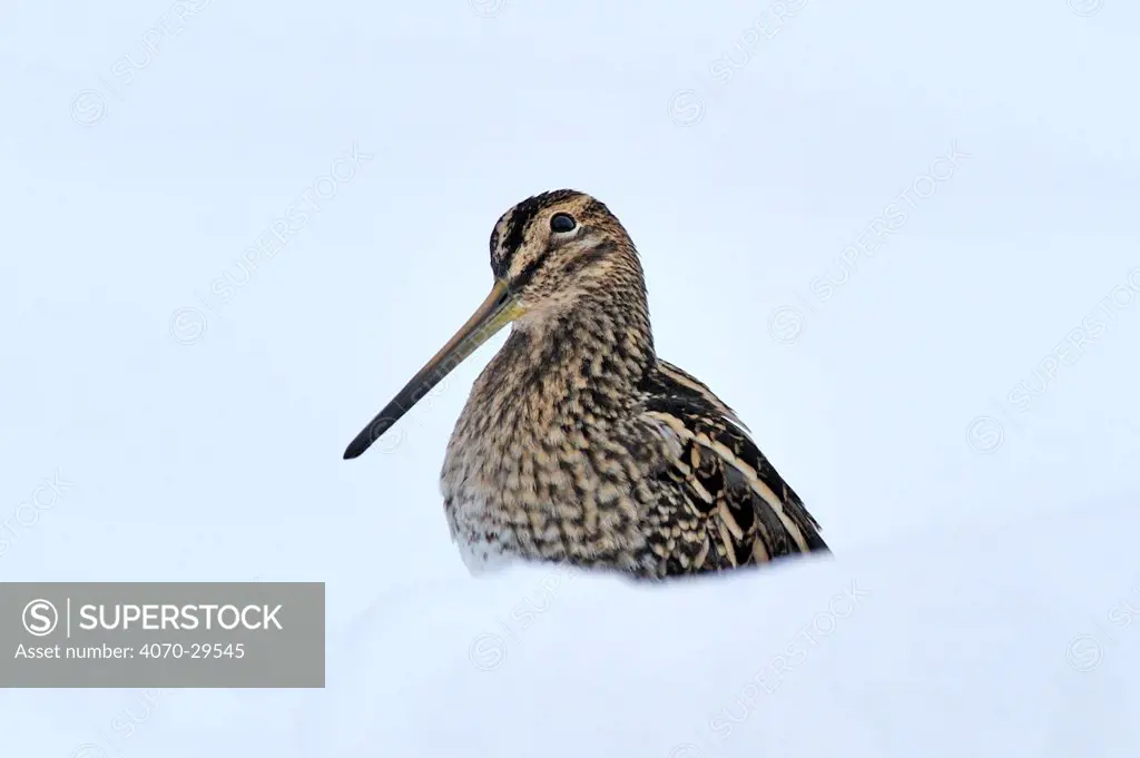 Common snipe (Gallinago gallinago) in snow, Wales, UK, March. Crop of 01392268. Did you know  The tweeting noise made by a male snipe during its display flight is caused by the wind whistling through its tail feathers.