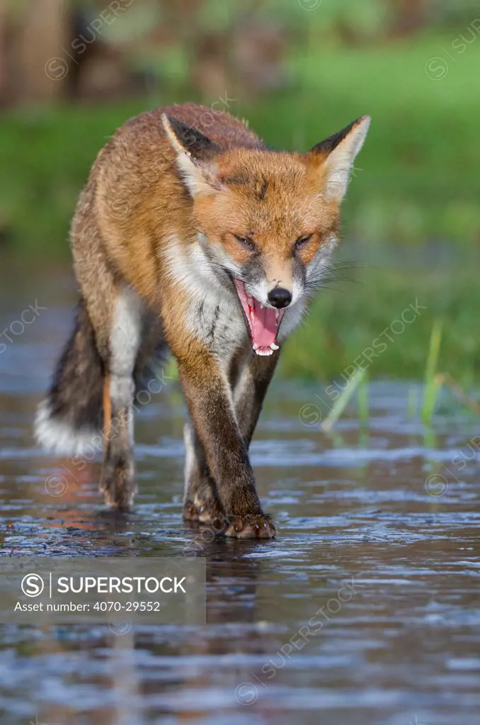 Young Red fox (Vulpes vulpes) walking over ice of frozen pond in garden, Bristol, UK, February