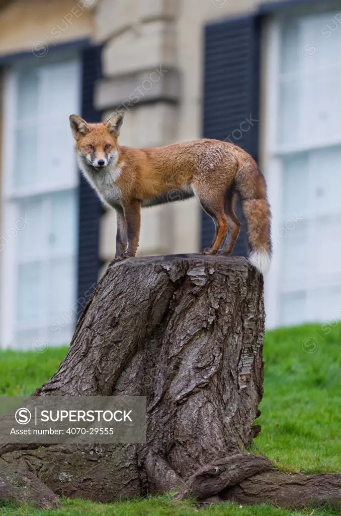 Young Red fox (Vulpes vulpes) standing on tree stump in garden, Bristol, UK, January