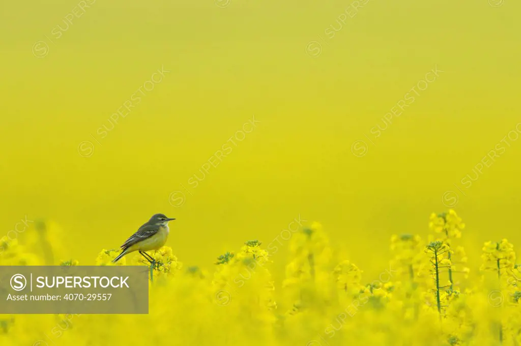 Yellow wagtail (Motacilla flava flavissima) adult female perched in oilseed rape crop (Brassica napus) on arable farm, Hertfordshire, UK, April. Did you know Although wagtails are almost constantly wagging their tails, it is still poorly understood why they do this.