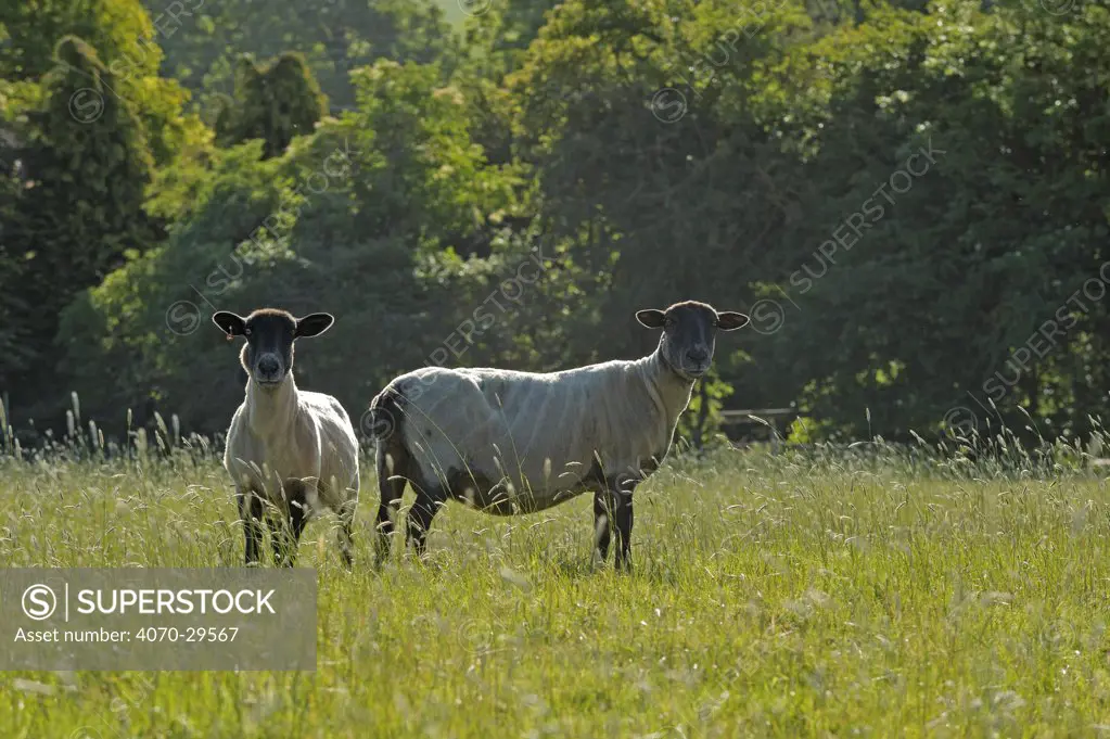 Two newly clipped Domesitc sheep grazing in pasture at RSPB's Hope Farm, Cambridgeshire, UK, May 2011.