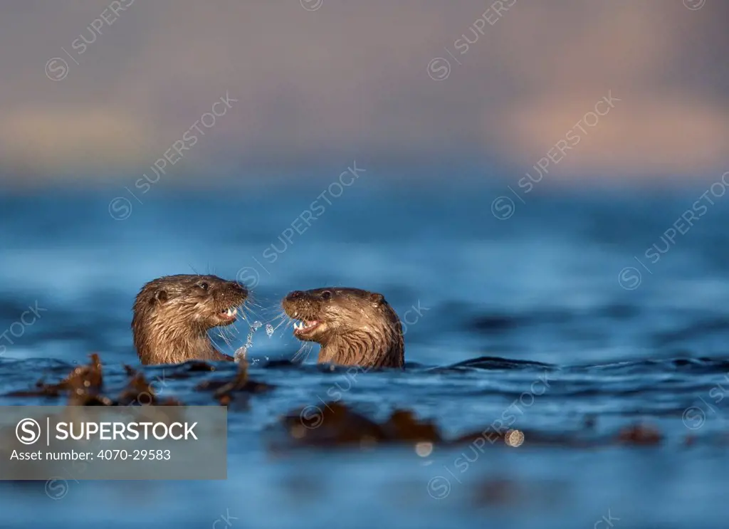 Two European river otters (Lutra lutra) play fighting in the water, Isle of Mull, Inner Hebrides, Scotland, UK, December