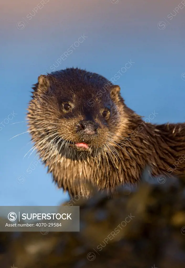 European river otter (Lutra lutra) resting amongst the seaweed, Isle of Mull, Inner Hebrides, Scotland, UK, December