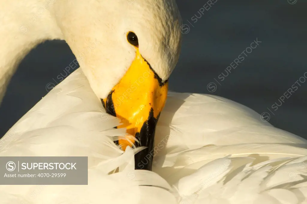 Whooper Swan (Cygnus cygnus) preening, Caerlaverock WWT, Scotland, Solway, UK, January. Did you know Whooper swans are distinguishable from mute swans, by the yellow rather than orange patch on their bill.