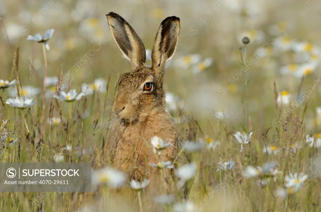 European hare (Lepus europaeus) in field of Ox-eye daisies (Leucanthemum vulgare) Norfolk, England, UK, June