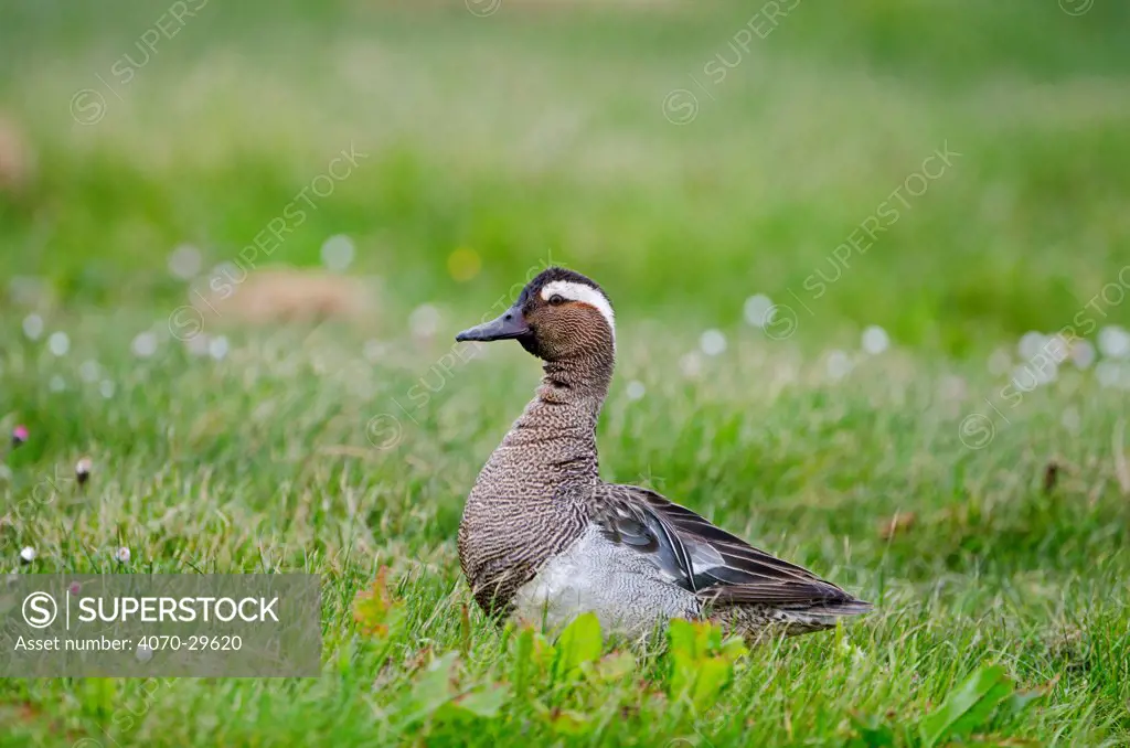 Garganey duck (Anas querquedula) drake calling,  Cley, Norfolk, UK, May