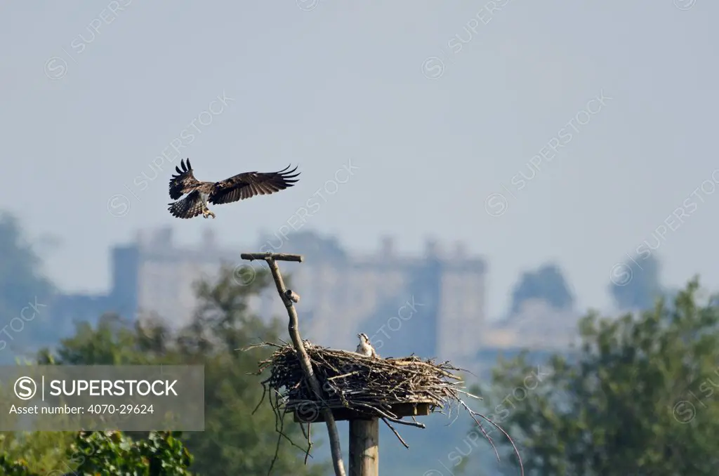 Osprey (Pandion haliaetus) adult landing at nest with chick in Manton Bay. Rutland Water, UK, July. Burley House in background