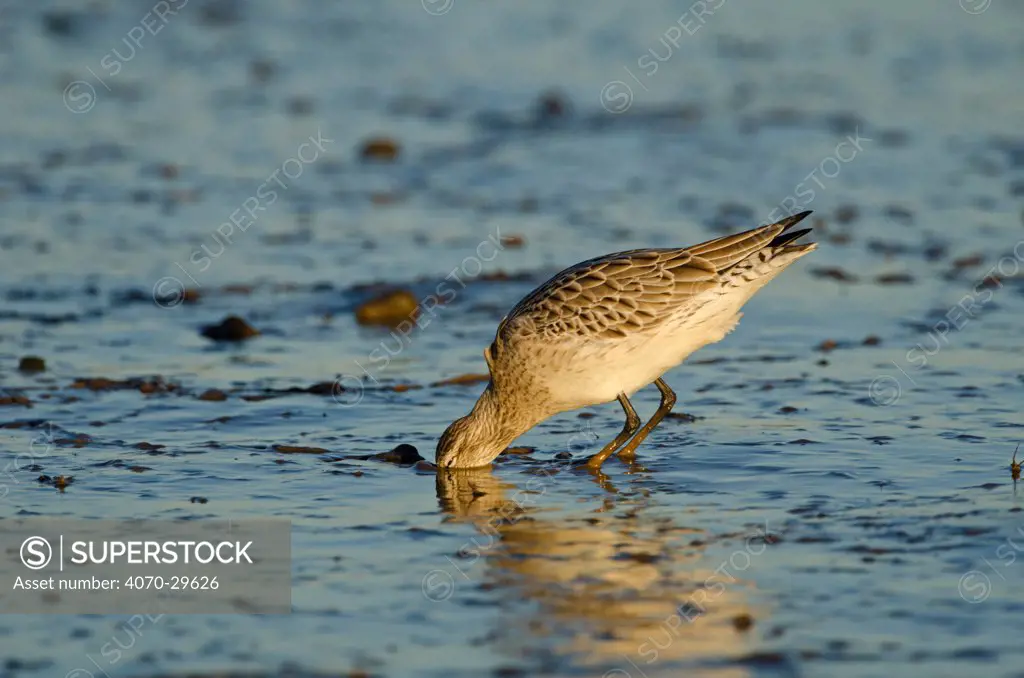 Bar-tailed Godwit (Limosa lapponica) foraging for tidal-flat worm. Norfolk, January. Sequence 1 of 2.