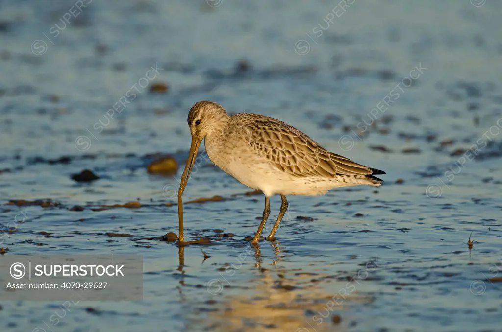Bar-tailed Godwit (Limosa lapponica) foraging for tidal-flat worm. Norfolk, January. Sequence 2 of 2.