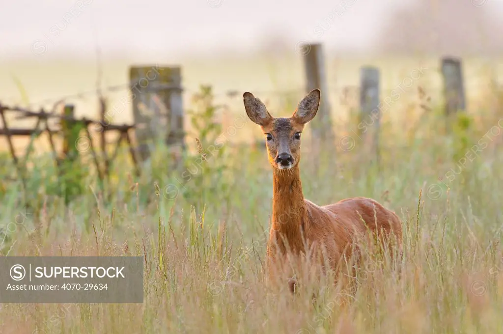 Roe Deer (Capreolus capreolus) doe in a field of set aside at dawn. Perthshire, Scotland, June.