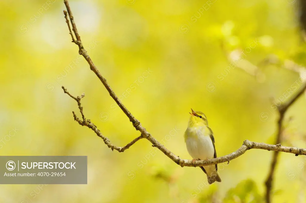 Wood Warbler (Phylloscopus sibilatrix) singing from an oak tree, Atlantic Oakwoods of Sunart, Scotland, May.
