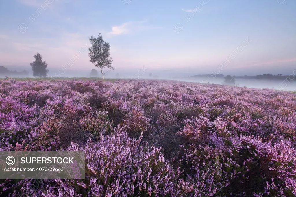 View over New Forest Ling (Calluna vulgaris) and Bell Heather (Erica cinerea) at Rockford Common in dawn mist. Linwood, New Forest National Park, Hampshire, England, UK, August.