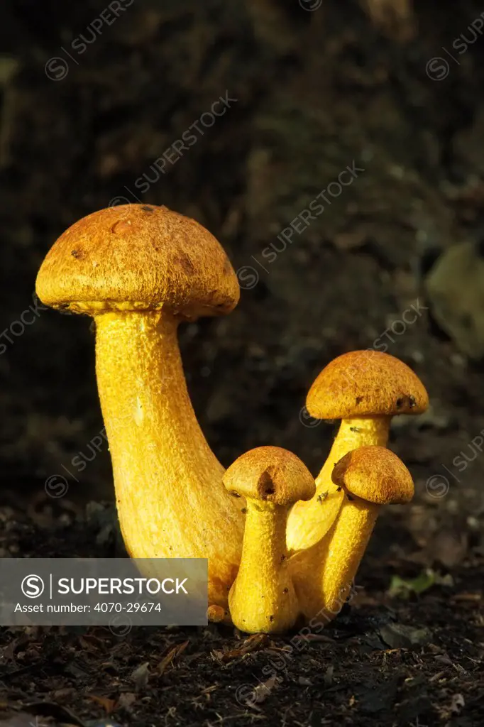 Spectacular Rustgill (Gymnopilus junonius) mushrooms. Ebernoe Common, West Sussex, England, UK, October.