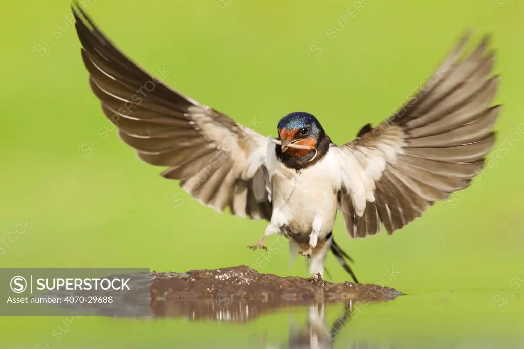 Barn Swallow (Hirundo rustica) alighting at pool to collect mud for nest building. Inverness-shire, Scotland, June.