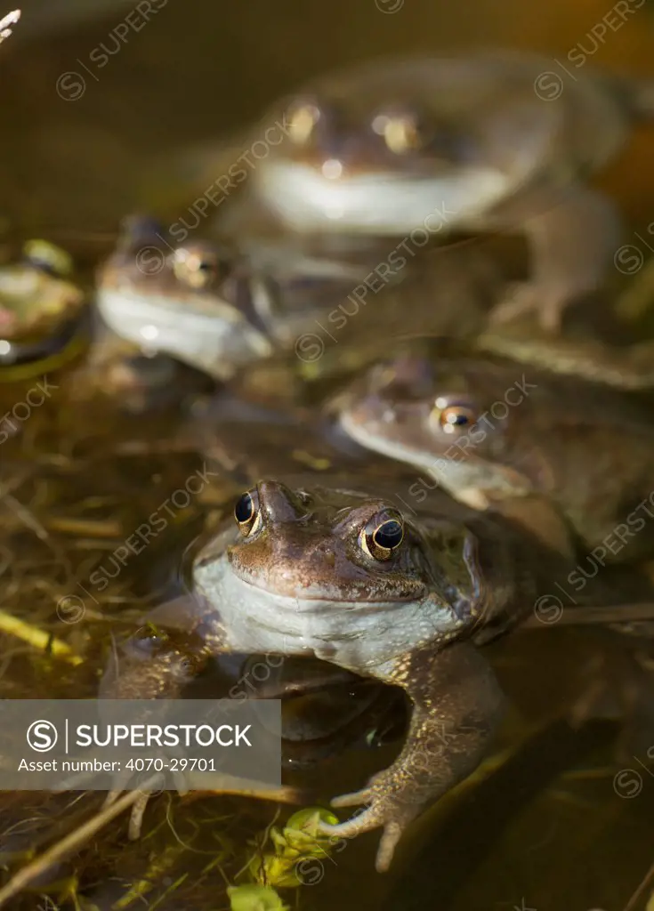 Common frogs (Rana temporaria) spawning in garden pond, Warwickshire, England, UK, March