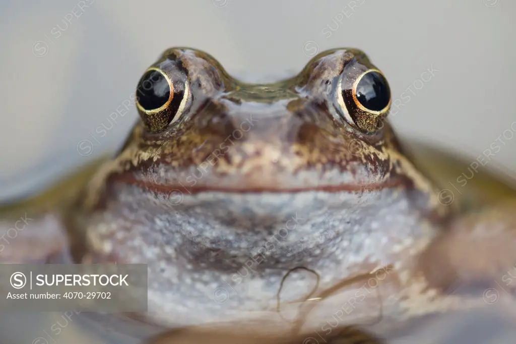 Common frog (Rana temporaria) in garden pond, Warwickshire, England, UK, March