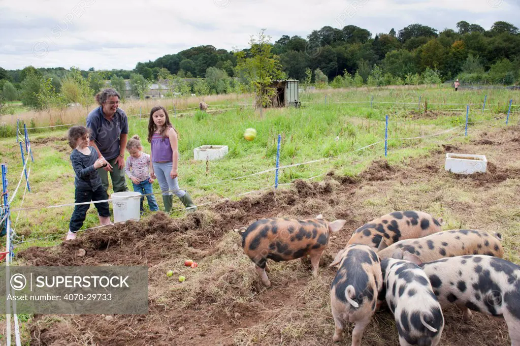 Woman and three children watching Domestic pigs  feeding on windfall apples, Old Sleningford Community Farm, North Yorkshire, England, UK, August 2011. Model released.