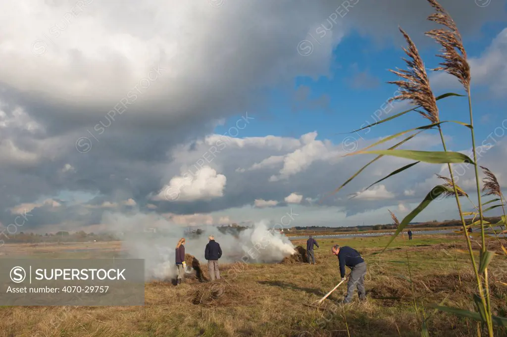 Volunteers clearing and burning vegetation, Vange Marsh RSPB reserve, Essex, England, UK, November. Model released.