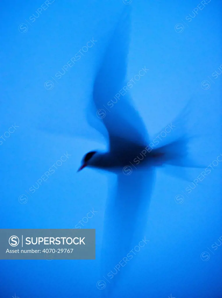 Arctic tern (Sterna paradisaea) in flight at twilight using slow shutter speed to accentuate blur and motion in low-key light, Inner Farne, Farne Islands, Northumberland, July.