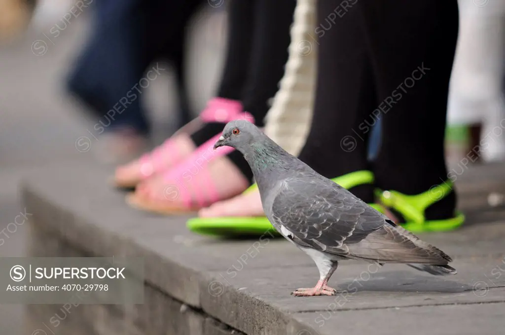 Feral pigeon (Columba livia) on ground, with people's feet in the background, South Bank, London, England, UK, September