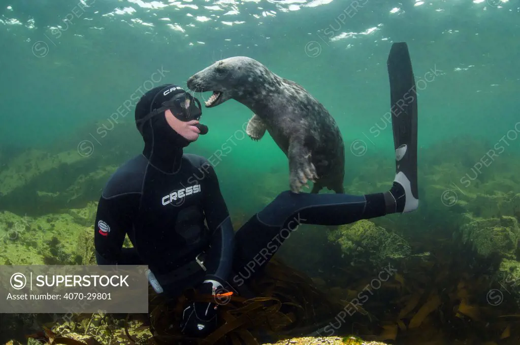 Young Grey seal (Halichoerus grypus) playing with snorkeller, Farne Islands, Northumberland, England, UK, July. Model released.