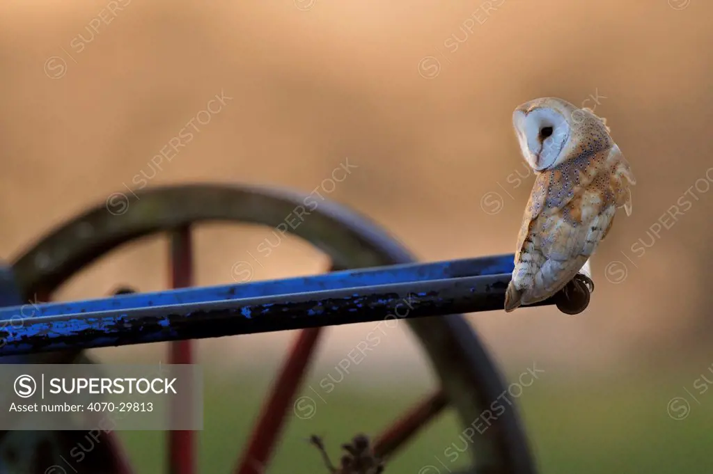 Barn Owl (Tyto alba) perched on old plough. Wales, December.