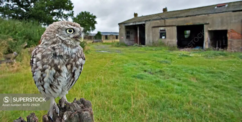 Little Owl (Athene noctua) perched on post with its nesting barn in background. Wales, UK, August.