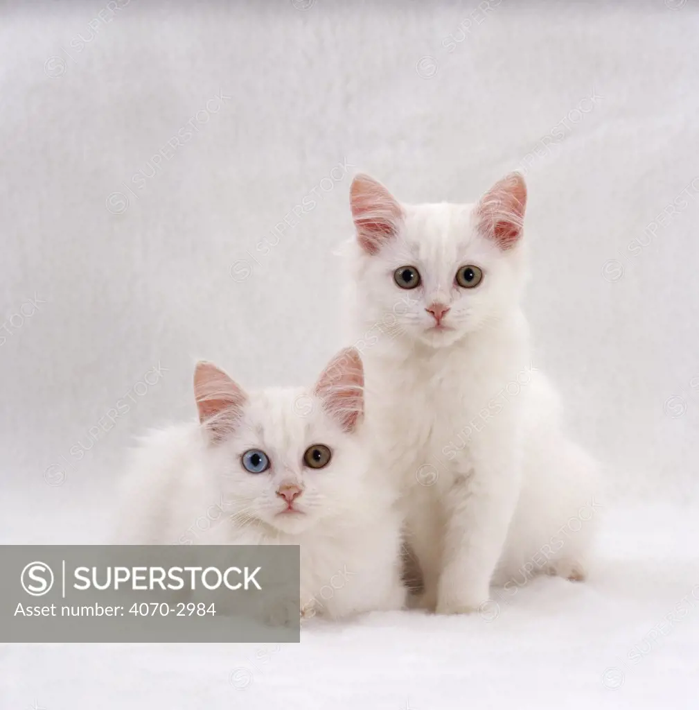Domestic Cat Felis catus} two white kittens, Persian-cross sisters, one amber and one odd-eyed.