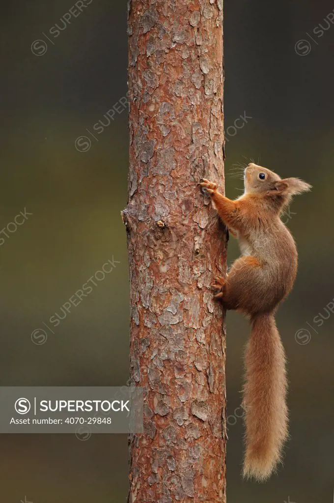 Red squirrel (Sciurus vulgaris) climbing a Pine (Pinus) trunk, Highlands, Scotland, UK, February