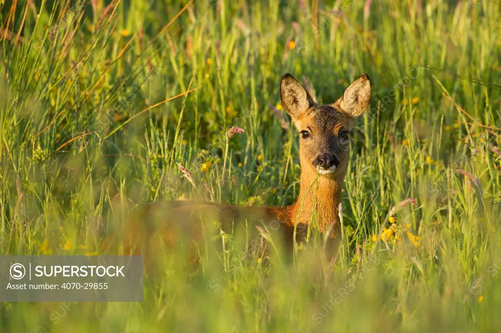 Roe deer (Capreolus capreolus) young doe in summer meadow, Scotland, UK