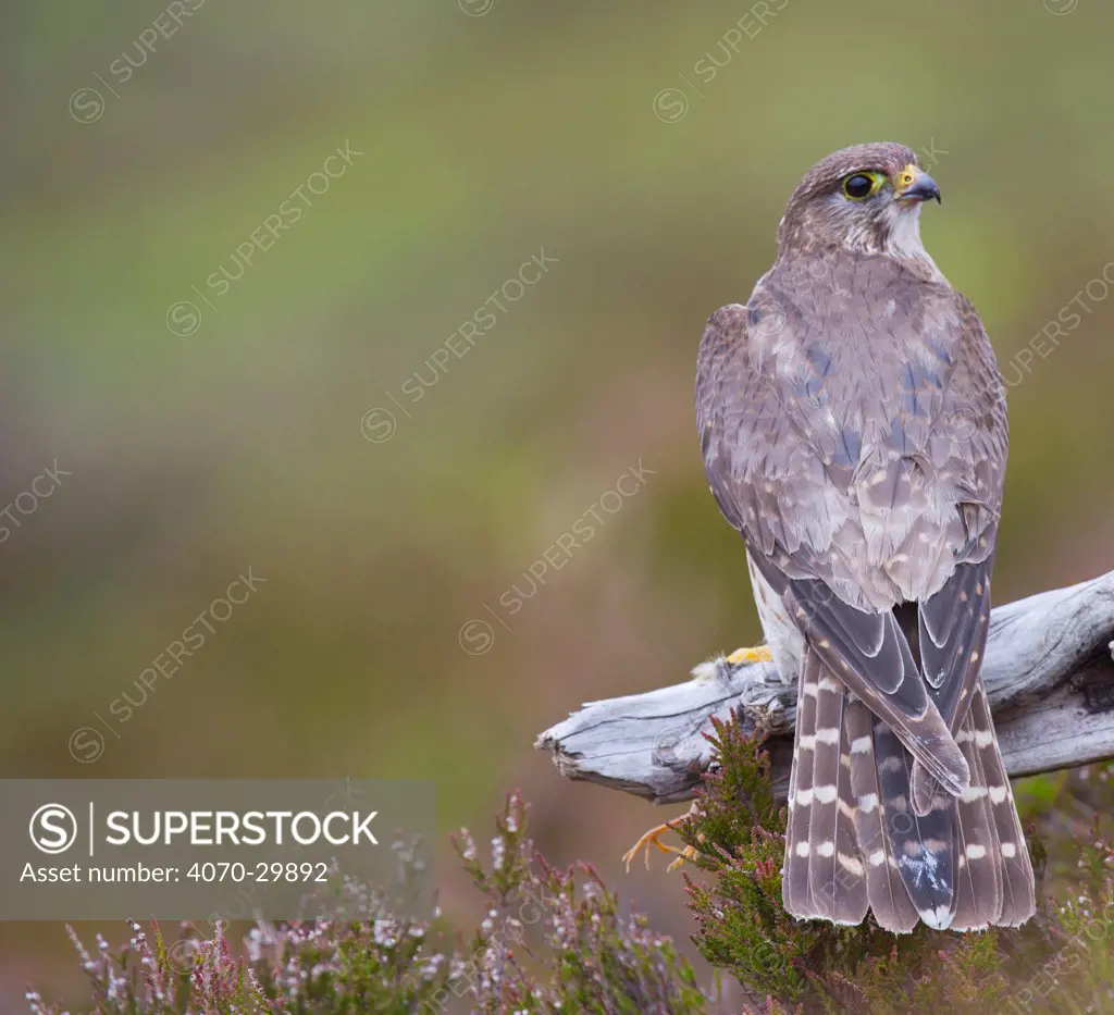 Merlin (Falco columbarius) female on perch with Meadow Pipit chick prey, legs just visible, for its offspring. Sutherland, Scotland, June.