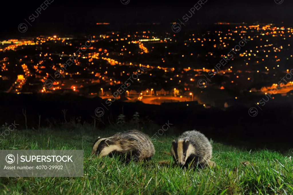 European Badgers (Meles meles) adult and juvenile on the North Downs above Folkestone, Kent, UK. Camera trap photo.