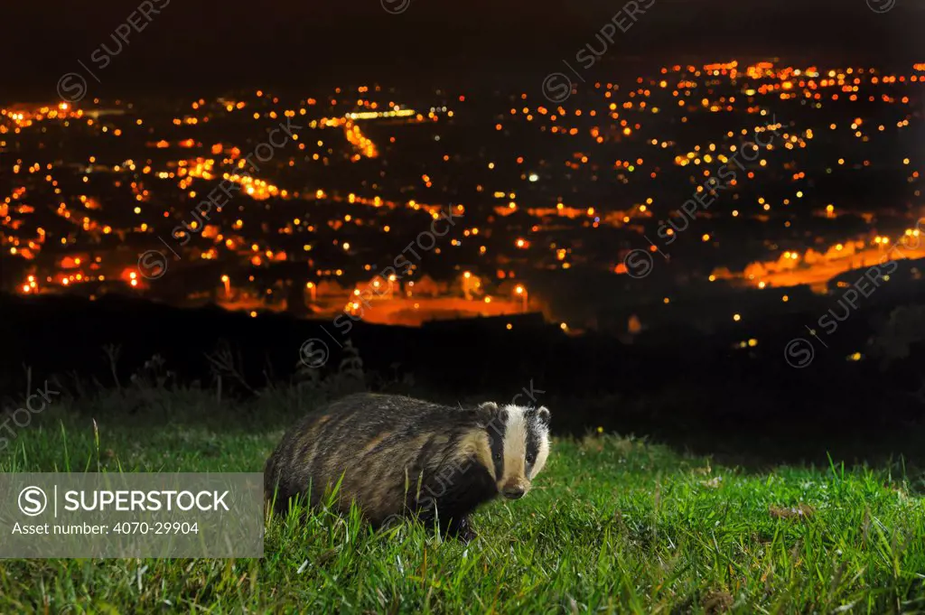 European Badger (Meles meles) on the North Downs above Folkestone, Kent, UK, June. Camera trap photo.