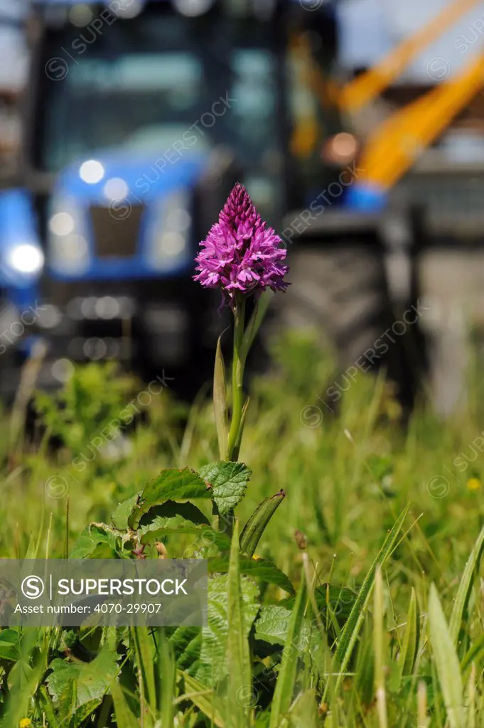 Pyramidal Orchid, (Anacamptis pyramidalis), on brownfield site being cleared for development with digging vehicle in background. Kent, UK, June 2012.