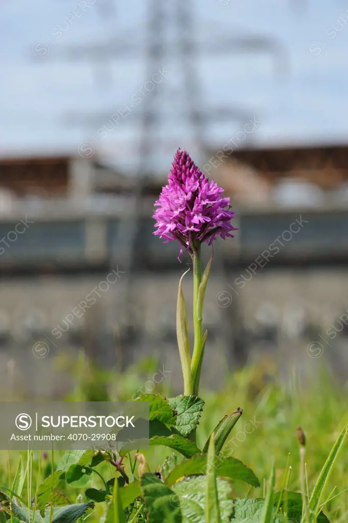 Pyramidal Orchid (Anacamptis pyramidalis), on brownfield site being prepared for development. Kent, UK, June 2012.