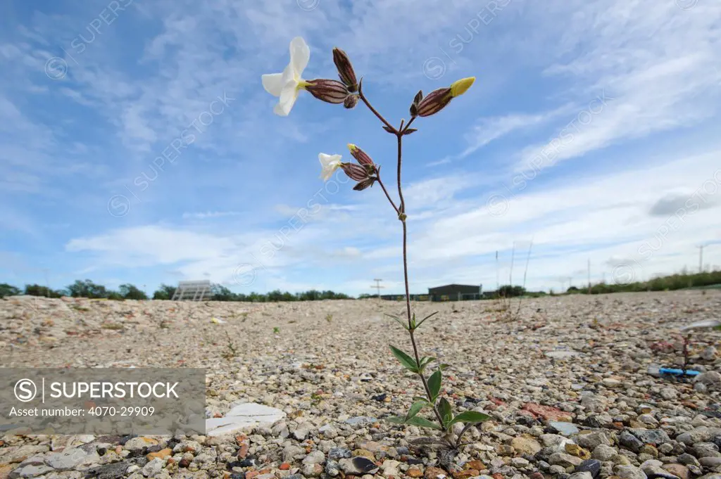 White campion (Silene latifolia) growing on brownfield site scheduled for development. Kent, UK, June 2012.