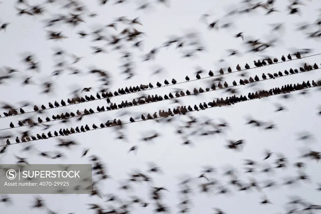 Common starlings (Sturnus vulgaris) gathering on telephone wires pre-roost, Solway Firth, Scotland, UK, November. 2020VISION Book Plate.