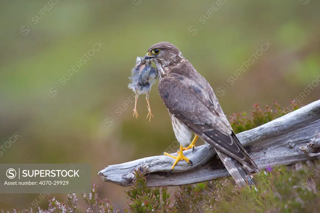 Merlin (Falco columbarius) female on perch with Meadow Pipit chick prey for its offspring. Sutherland, Scotland, UK, June. 2020VISION Book Plate.