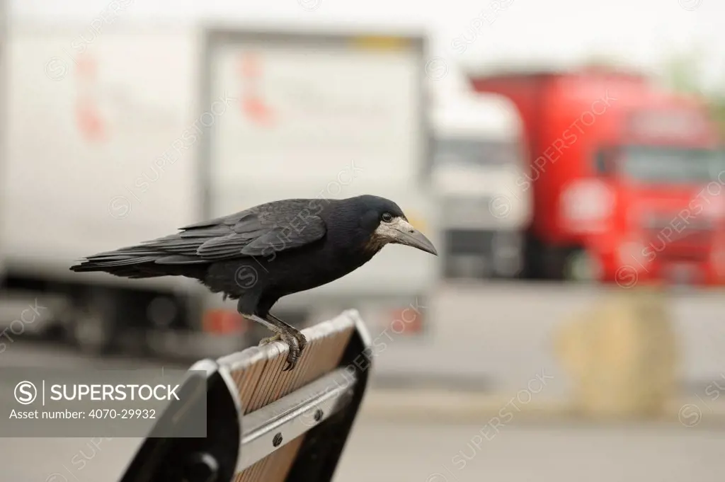 Rook (Corvus frugilegus) perched in motorway service area, Midlands, England, UK, April. 2020VISION Book Plate.