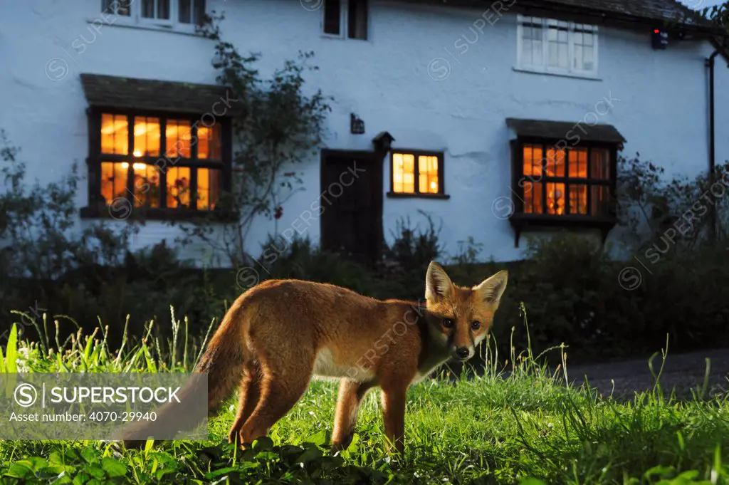 Red fox (Vulpes vulpes) in suburban garden at night. Kent, UK, August, taken with camera trap