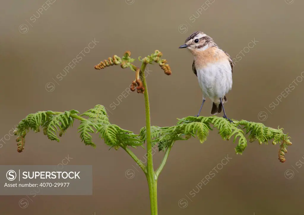 Female whinchat (Saxicola rubetra) perched on bracken frond, Denbighshire, Wales, UK, June.