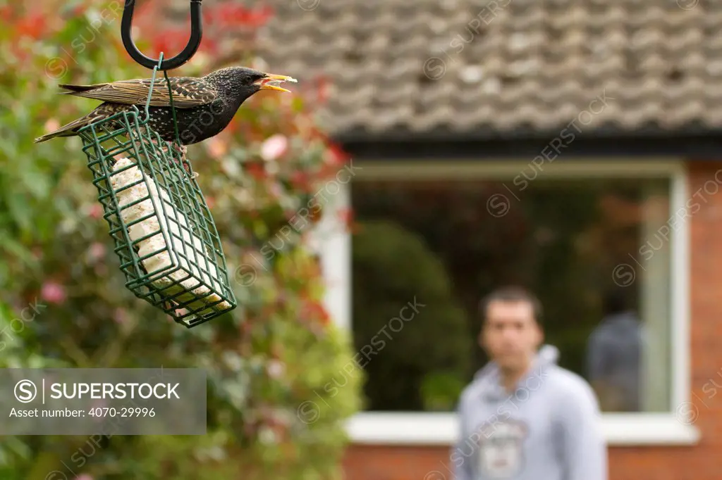 Common starling (Sturnus vulgaris) on bird feeder with man watching in background, Poynton, Cheshire, England, UK, May.