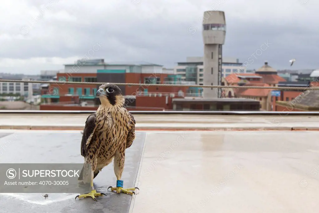 Juvenile male Peregrine falcon (Falco peregrinus) on a rooftop, with cityscape background, Bristol, England, UK, June.