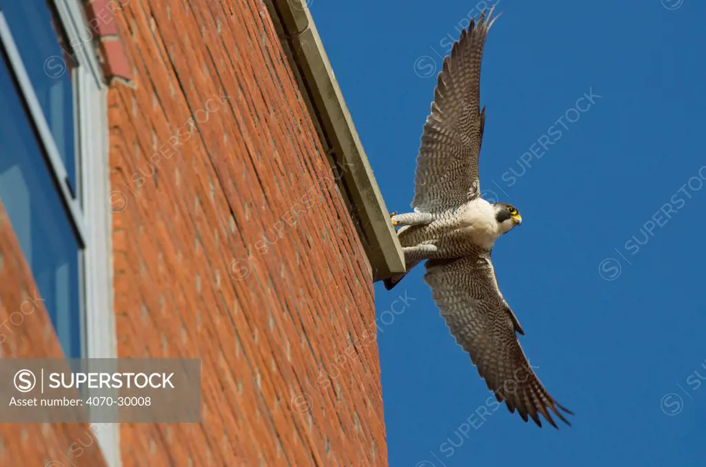 Adult female Peregrine falcon (Falco peregrinus) taking flight from the roof an office block, Bristol, England, UK, May. Did you know Peregrine falcons have specially adapted nostrils to prevent the high airflow when diving from damaging their lungs.